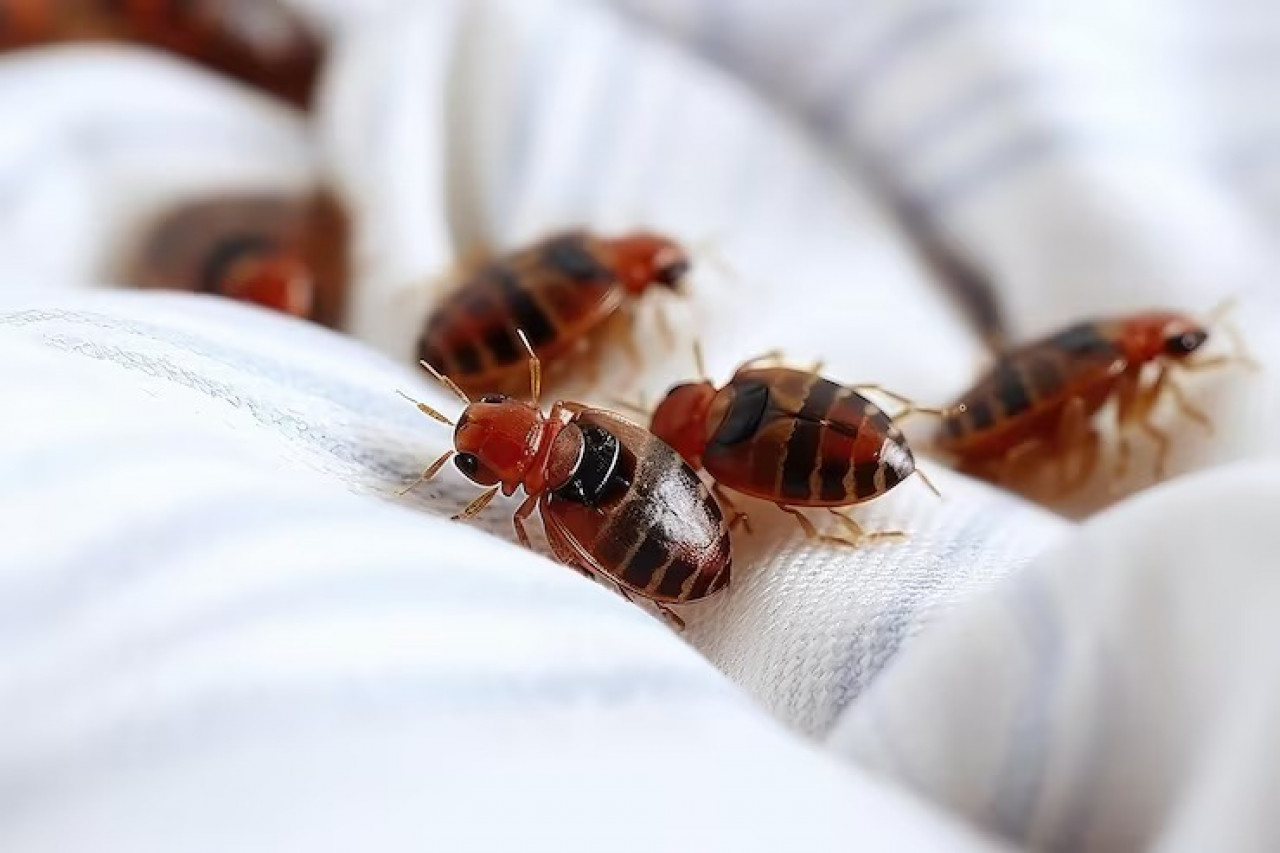 Ada Tungau di Kasur? Ini Cara Menghilangkannya!